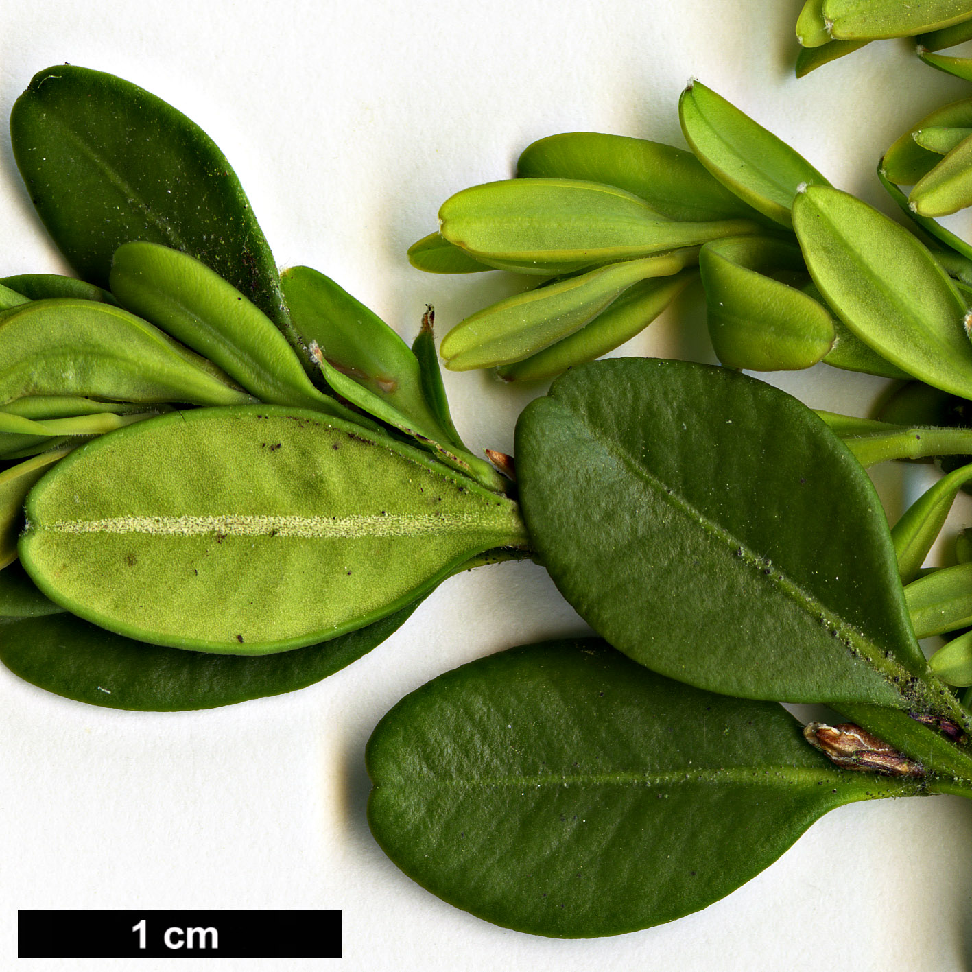 High resolution image: Family: Buxaceae - Genus: Buxus - Taxon: microphylla - SpeciesSub: var. koreana